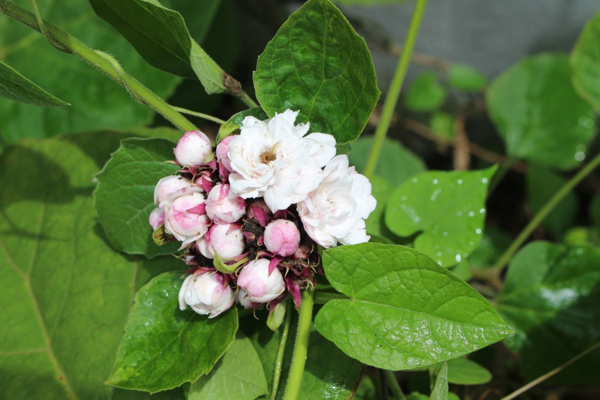 Clerodendrum chinense (Osbeck) Mabb.